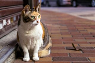 Why it is a cat?